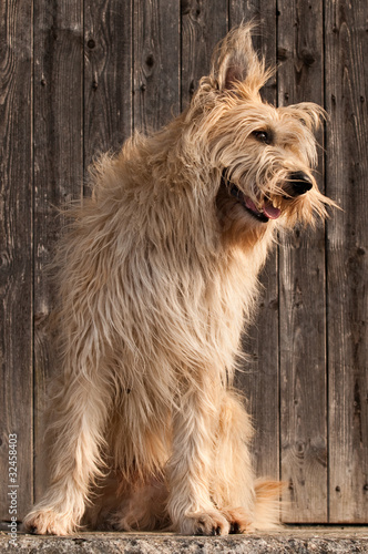 Foto: Berger de Picardie, Briard, Hütehund, Rassehund, Hund, Dog Berger de Picardie, Briard, Hütehund, Rassehund, Hund, Dog