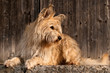 Berger de Picardie, Briard, Hütehund, Rassehund, Hund, Dog