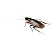 Cockroach isolated on white, body length 50mm