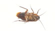 Bug moving legs.
