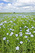 Photo: Blooming flax field Blooming flax field
