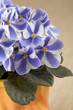 Uzambarskaya violet in the orange pot