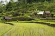 rice field in bali indonesia