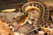 Photo: Garter Snake (Thamnophis sirtalis) Garter Snake (Thamnophis sirtalis)