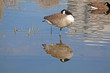 canard