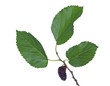 Black mulberry isolated on white background Black mulberry isolated on white background