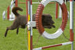 ehrgeiziger Hund im Parcours