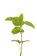 lemon balm