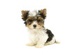 Biewer terrier puppy isolated on white background