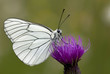 papillon gazé papillon gazé
