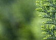 Thuja background