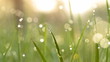 Blurred grass background with water drops. HD shot with slider.