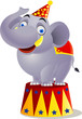 Elephant circuss