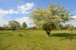 Aubépine en fleur crataegus monogyna