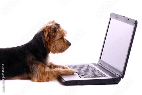 Foto: liegender Hund Yorkshire Terrier schaut in Bildschirm liegender Hund Yorkshire Terrier schaut in Bildschirm