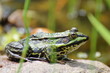 Foto: wasserfrosch wasserfrosch