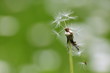 Foto: pusteblume pusteblume