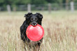 Spiel mit Frisbee