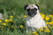 Blumenmops