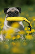 Foto: stolzer Mops mit Dummy stolzer Mops mit Dummy