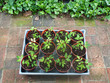 New TomatoPlantings