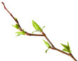 Cherry-tree spring budding