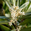 Flower olive 05