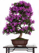 Satsuki-Azalee als Bonsai