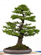 Japanische Ulme als Bonsai