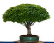 Acer palmatum Kiyohime als Bonsai
