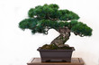 Kiefer (Pinus) als Bonsai