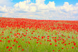 Mohnfeld