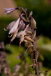 wilting hosta flower
