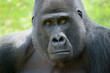 Gorillablick