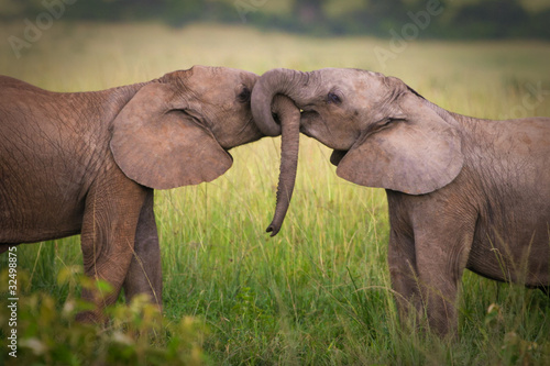 Photo: Elephants in love, Masai Mara, Kenya Elephants in love, Masai Mara, Kenya