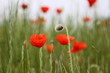 Coquelicot