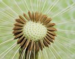 canvas print picture - Dandelion  seeds