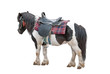 Nice pony Nice pony
