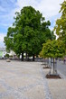 Trees on a town square