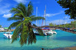 cocotier penché, port de La Digue, Seychelles