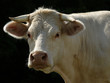 blonde d'aquitaine