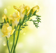 Freesia Flowers border design Freesia Flowers border design