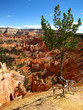 Tree on a Cliff Over Desert Landscape
