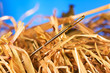 Photo: Needle in a haystack Needle in a haystack