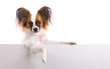 Young Papillon