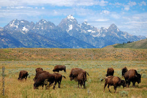 Foto: Buffalo Plain Along Mountain Range Buffalo Plain Along Mountain Range