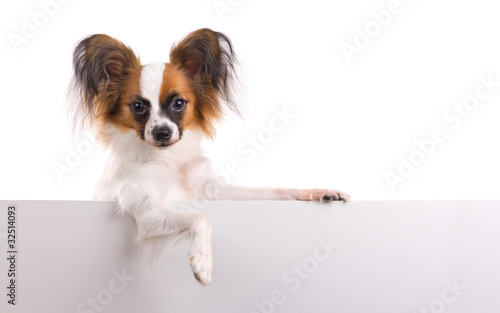 Photo: Young Papillon Young Papillon