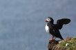 Photo: Puffin Puffin