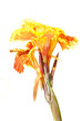 Orange and Yellow Canna Flower