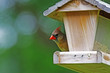 Female Cardinal